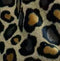 🐆 Leopard Print reference card
